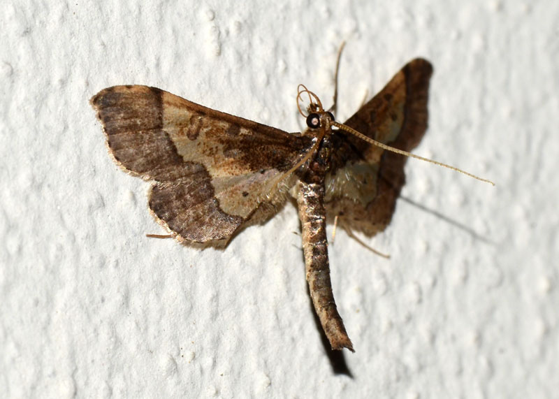 Crambidae Hydriris ornatalis